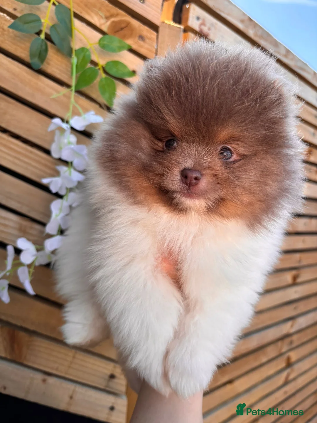 Pomeranian dogs for sale: Pomeranian puppys ready now  - Advert 1