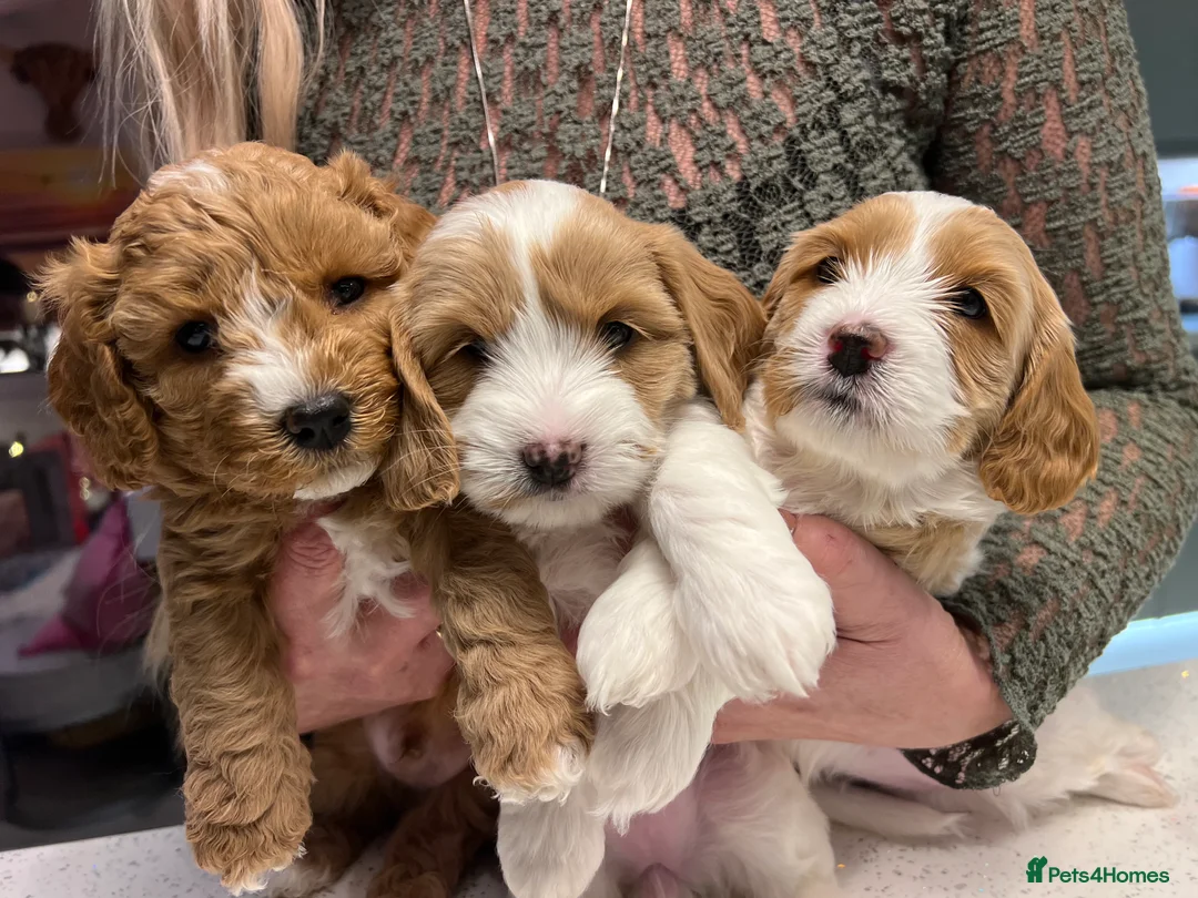 Mixed Breed dogs for sale: Beutiful cavapooshions   - Advert 3