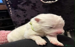 Samoyed dogs for sale: KC reg. Samoyed puppies with champ bloodline  - Advert 36