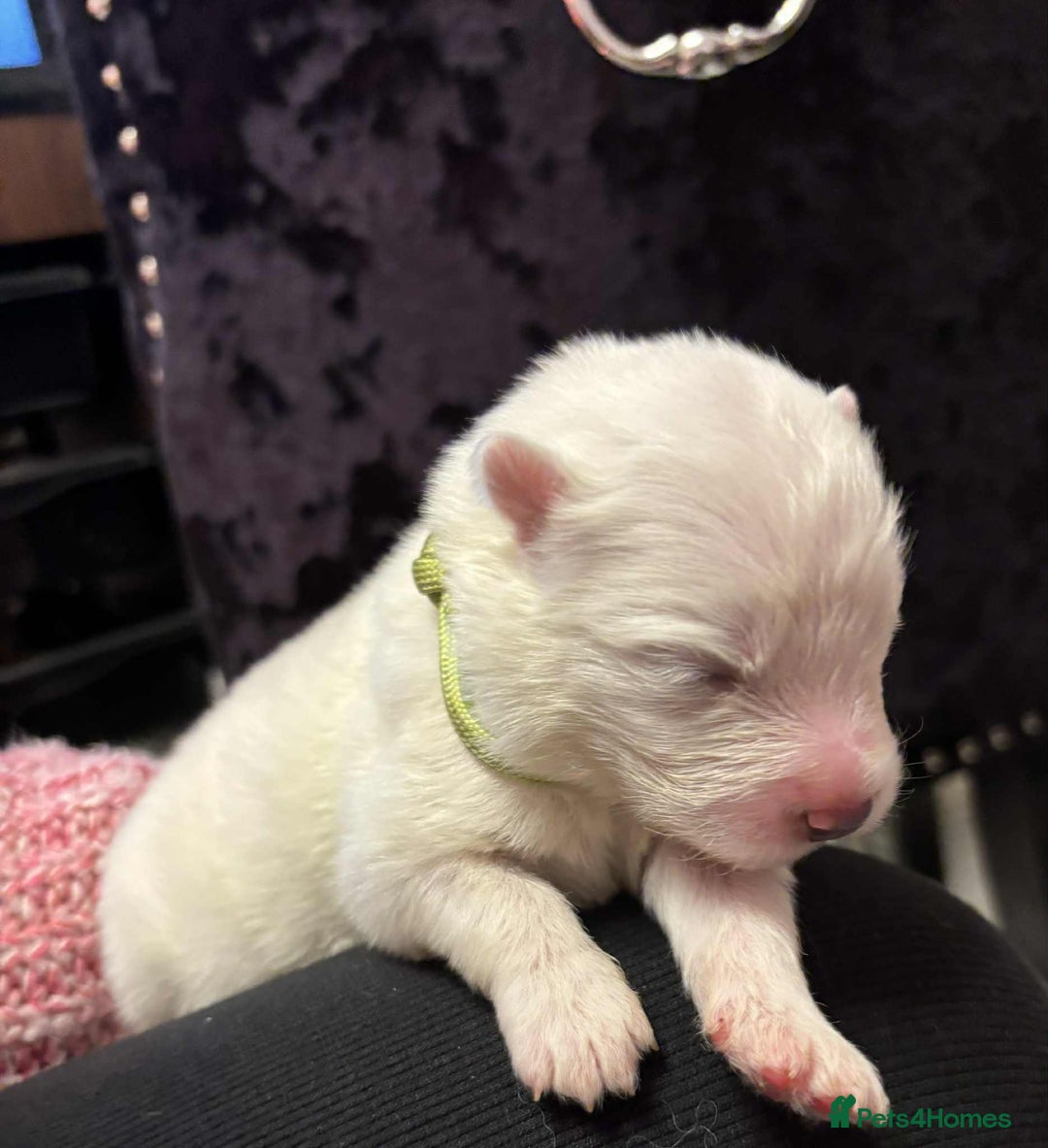 Samoyed dogs for sale: KC reg. Samoyed puppies with champ bloodline  - Advert 36