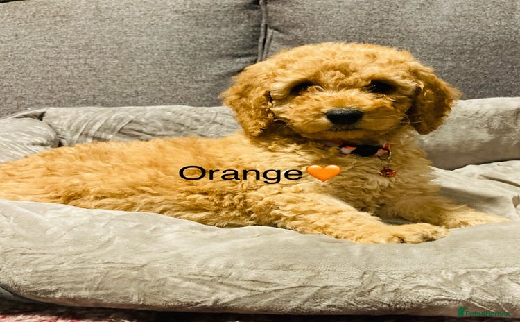 Cockapoo dogs - Advert 3