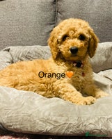 Cockapoo dogs 🐶 Ready for their new home 🐶 F1B Cockapoos🐶 - Advert 3