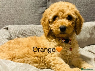 Cockapoo dogs 🧡1 handsome F1B cockapoo boy 🧡 - Advert 5