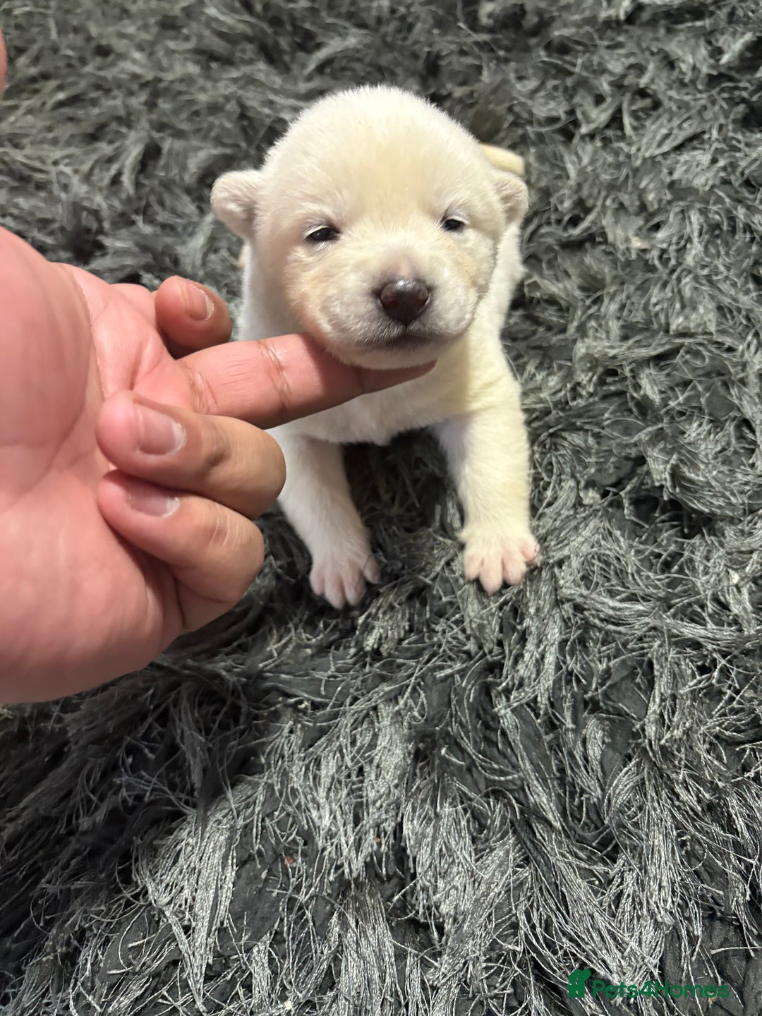 Huskita dogs for sale: american akuta X husky - Advert 18