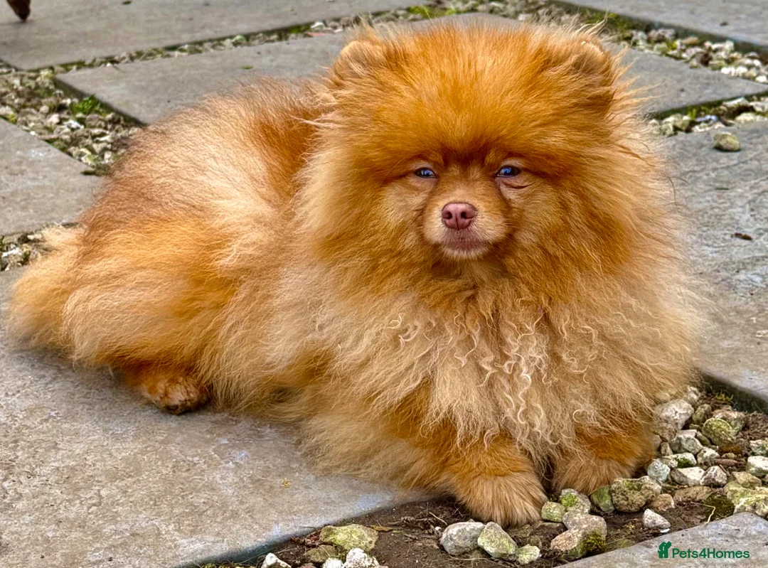 Pomeranian dogs for adoption: 🐾 CARAMEL – Male Pomeranian 🐾 in West Malling - Advert 8