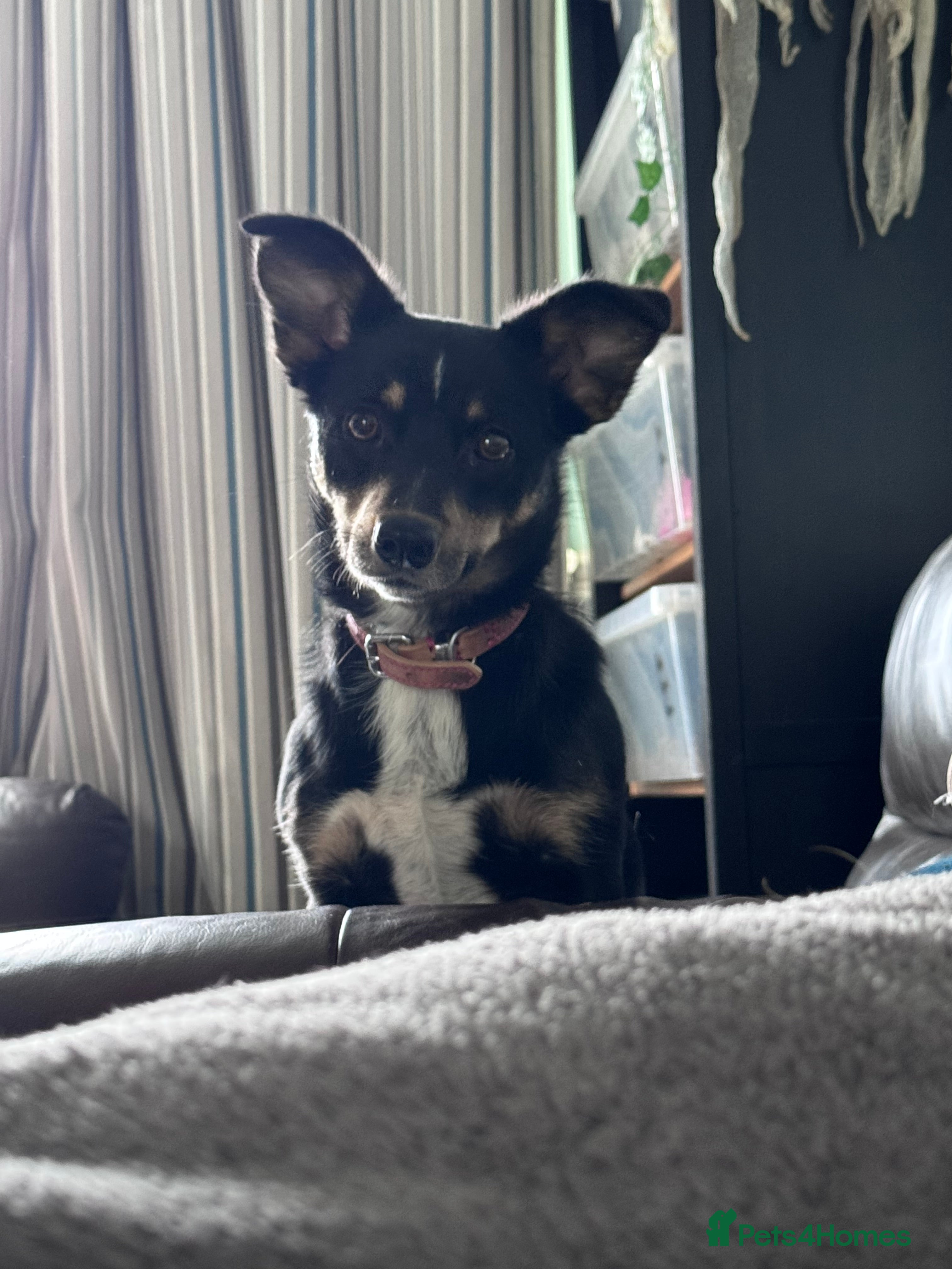 Mixed Breed dogs Female Corgi Collie mix - Advert 1