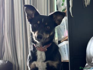 Mixed Breed dogs Female Corgi Collie mix - Advert 2