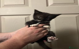 American Shorthair cats for sale: 5 black and white kittens for forever home - Image 4