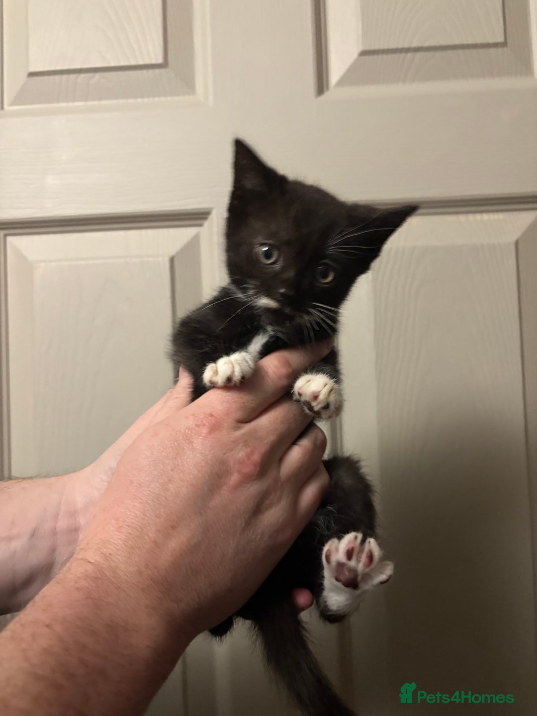 American Shorthair cats for sale: 5 black and white kittens for forever home - Image 4