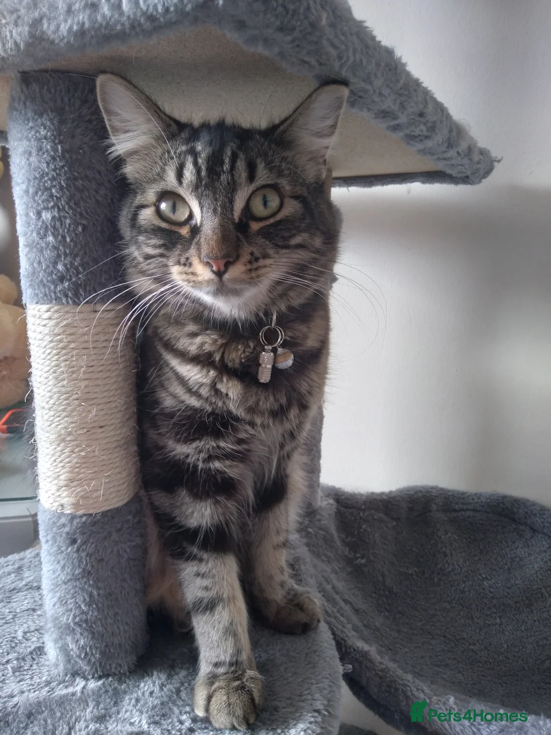 Mixed Breed cats for sale: Rehoming our family cats - Advert 2