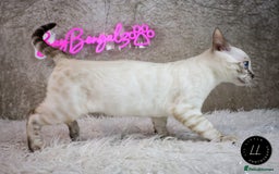 Bengal cats for sale: Stunning Silver Lynx Bengal kitten Ready Now  - Image 4