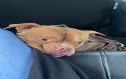 American Bully dogs for sale: Pocket bully  - Advert 2