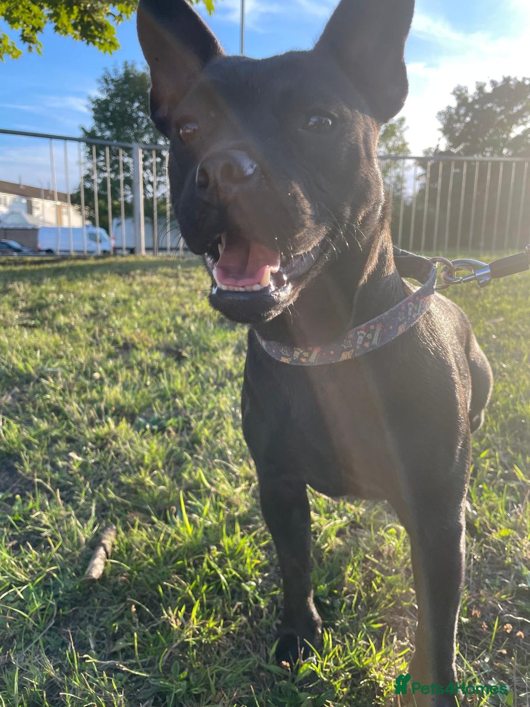 Mixed Breed dogs for sale: French bulldog cross  - Image 1