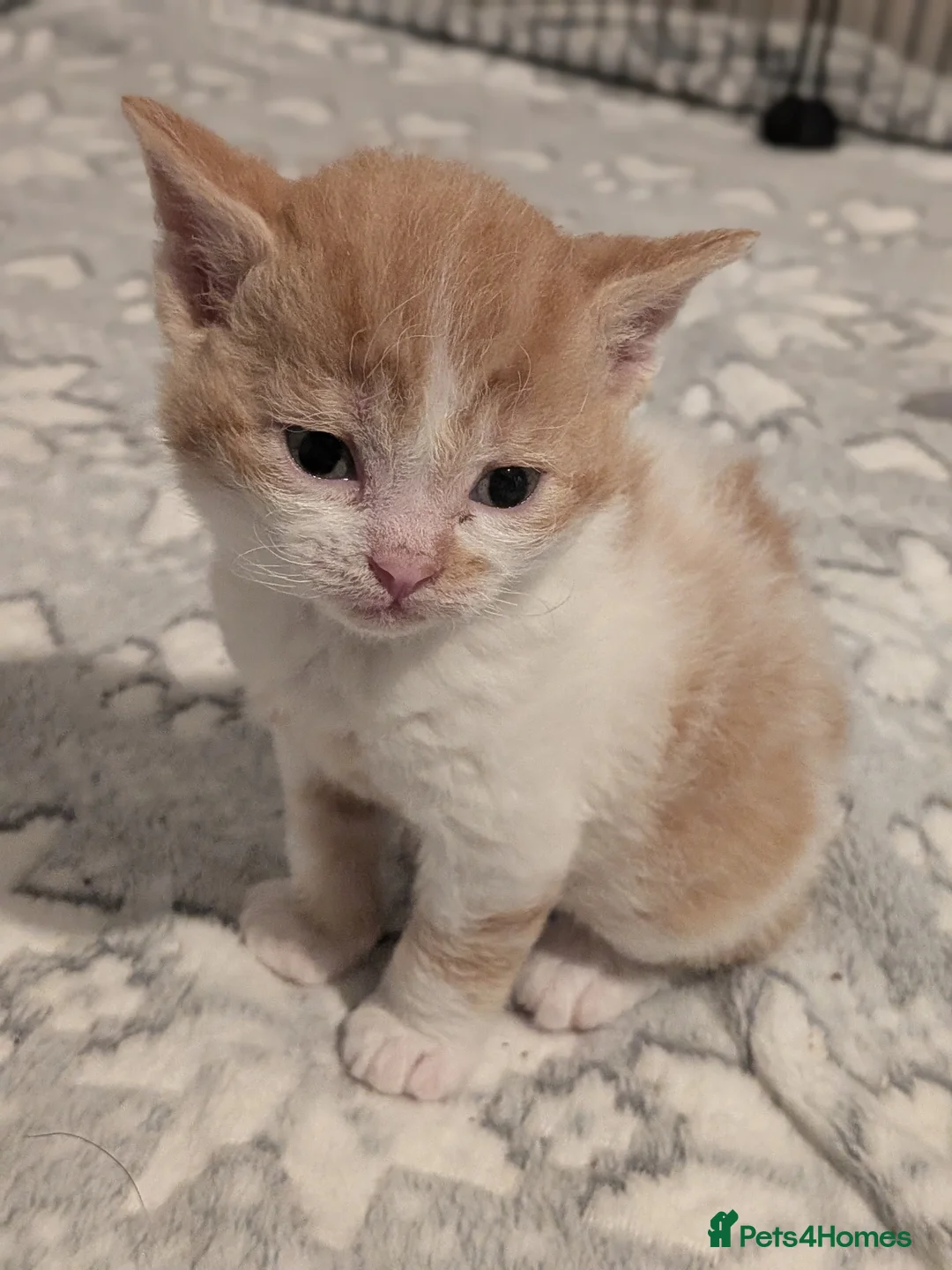 Selkirk Rex cats for sale: Beautiful Kittens – From Pedigree Selkirk Rex Mum - Advert 21