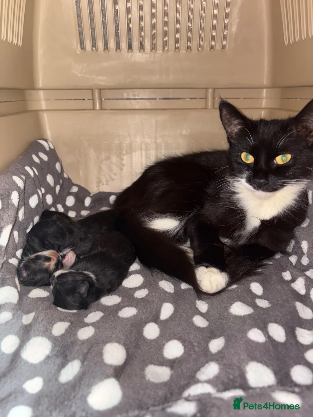 Mixed Breed cats for sale: Beautiful Persian cross  - Advert 1