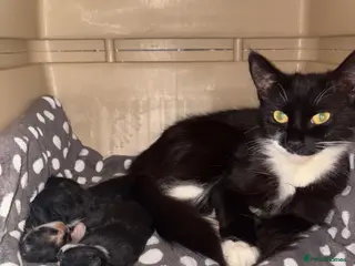 Mixed Breed cats Beautiful Persian cross - Advert 14