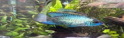 Cichlids fish for sale: Electric Blue Acara’s, Angelfish, Polar Parrots. in Glasgow - Advert 2