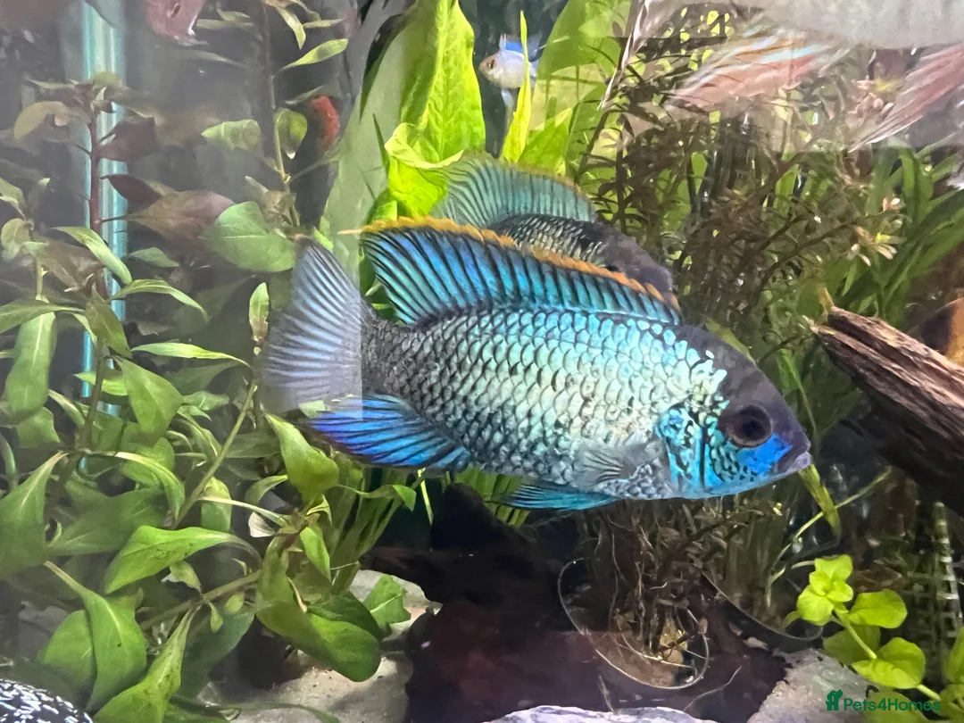 Cichlids fish for sale: Electric Blue Acara’s, Angelfish, Polar Parrots. in Glasgow - Advert 2