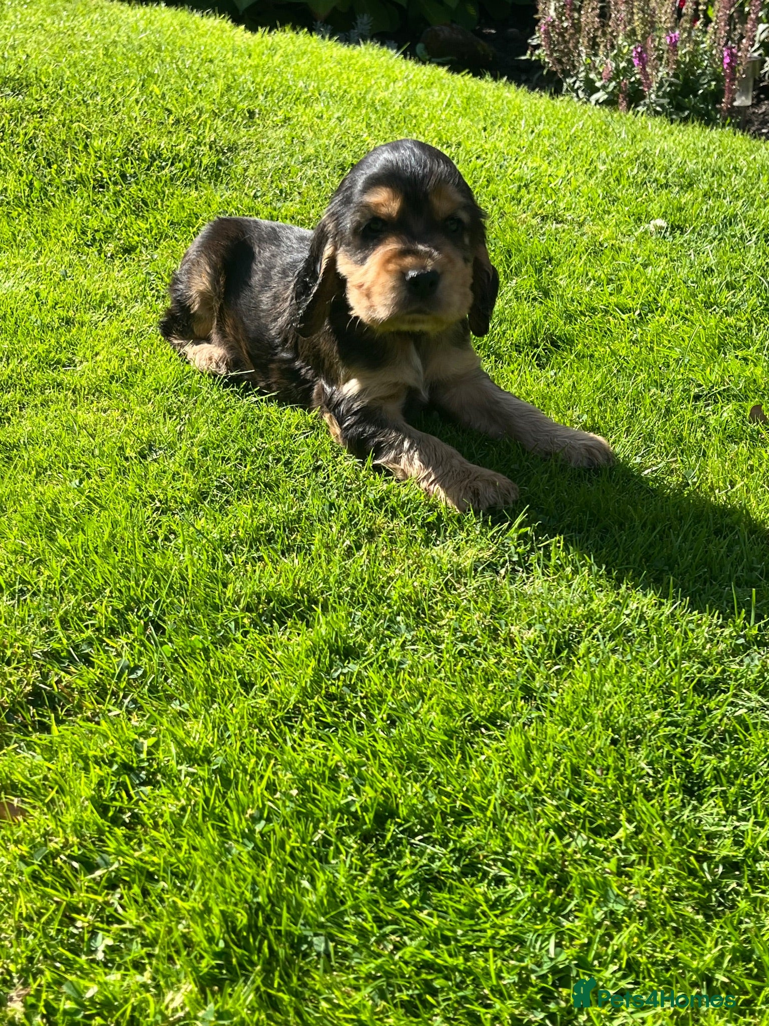 Cocker Spaniel dogs Kc reg show cockers - Advert 1
