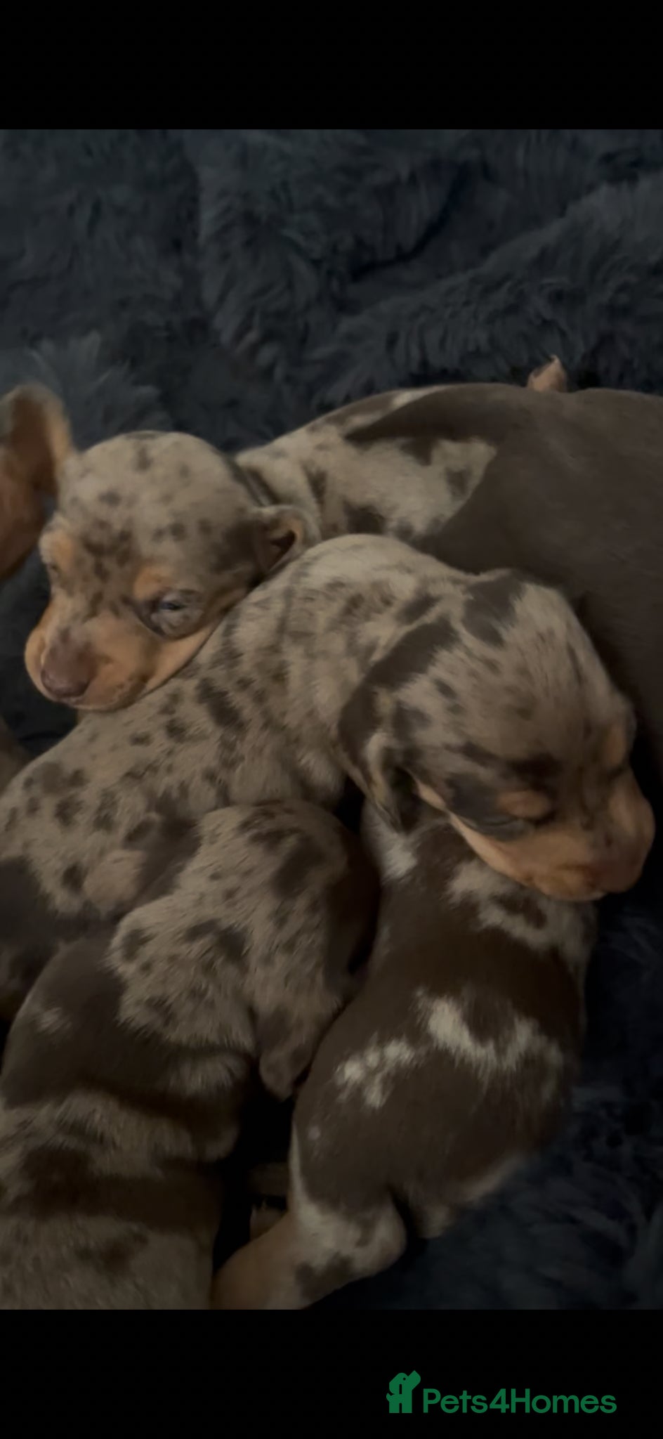Miniature Dachshund dogs for sale: Mini dachshund puppies  - Advert 2