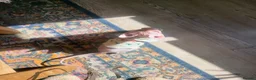 Sphynx cats for sale: Last Canadian sphynx looking for a loving home  - Advert 16