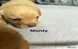 Mixed Breed dogs for sale: 4 beautiful playful pups - Image 5