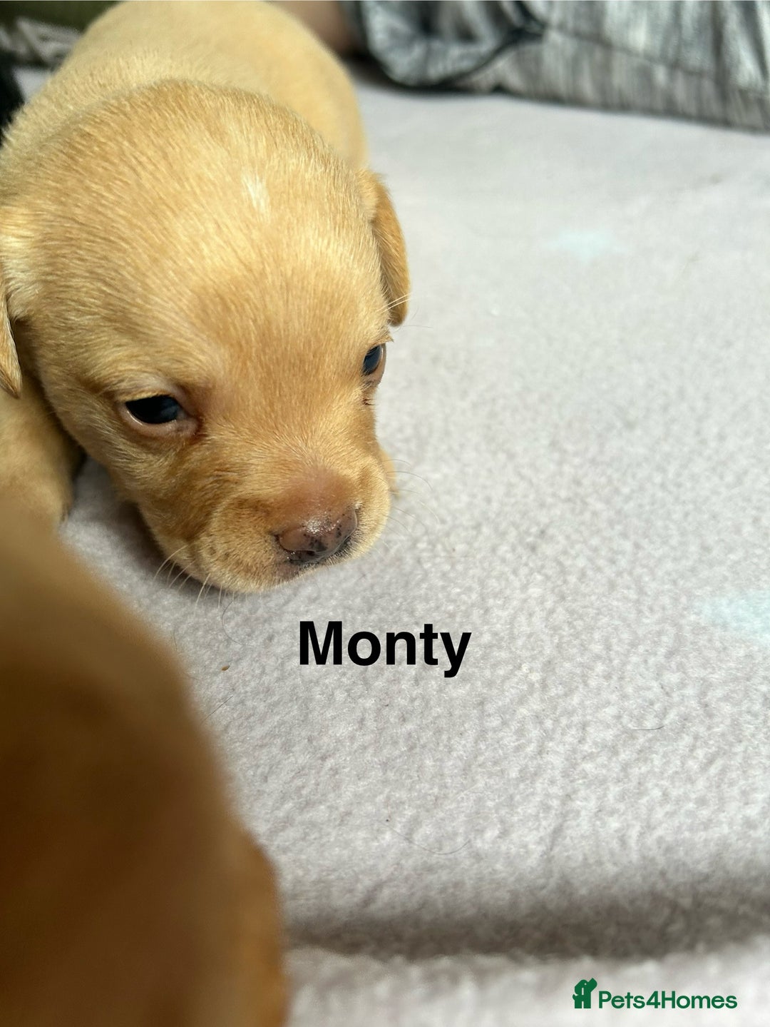 Mixed Breed dogs for sale: 4 beautiful playful pups - Image 5