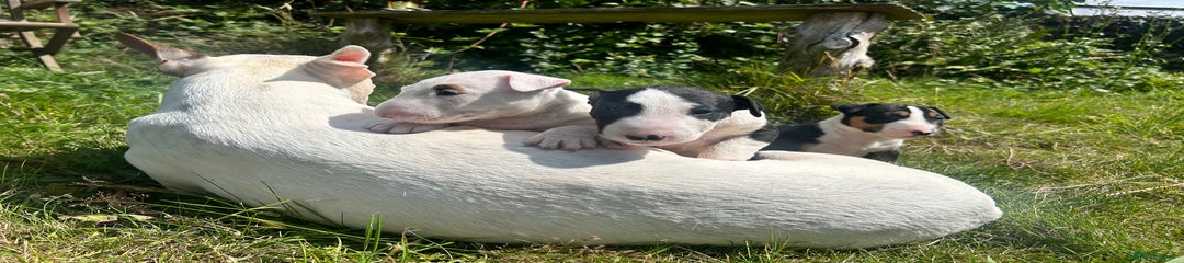 English Bull Terrier Puppy 2