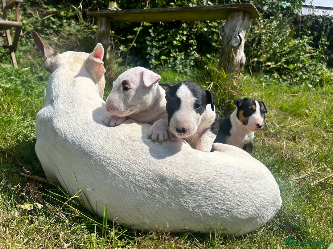 English Bull Terrier dogs for sale: KC stunning puppies  - Image 2
