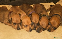Miniature Pinscher dogs for sale: Miniature Pinscher puppies! - Image 1