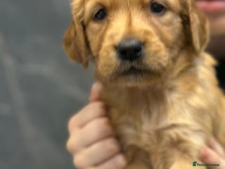 Golden Retriever dogs Dark Golden KC registered Golden retrievers - Advert 8