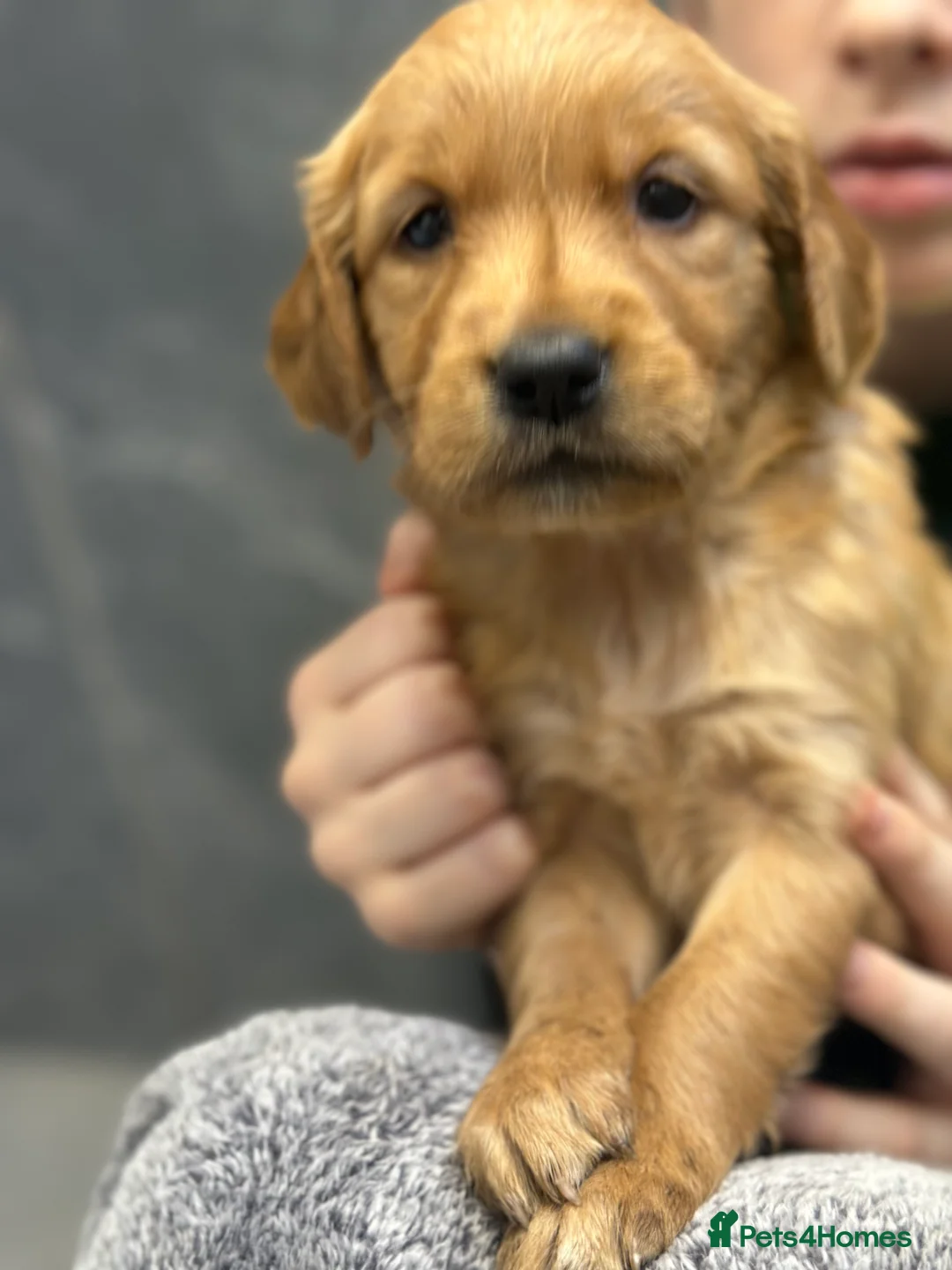 Golden Retriever dogs for sale: Dark Golden KC registered Golden retrievers - Advert 11