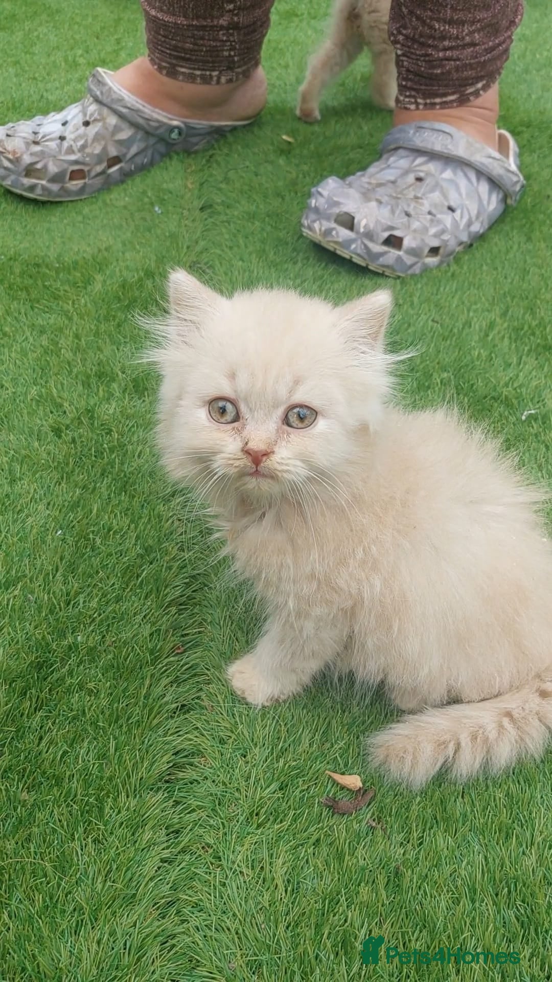 British Shorthair cats for sale: ♥️ Fun Loving British Shorthair Kittens♥️ - Image 6
