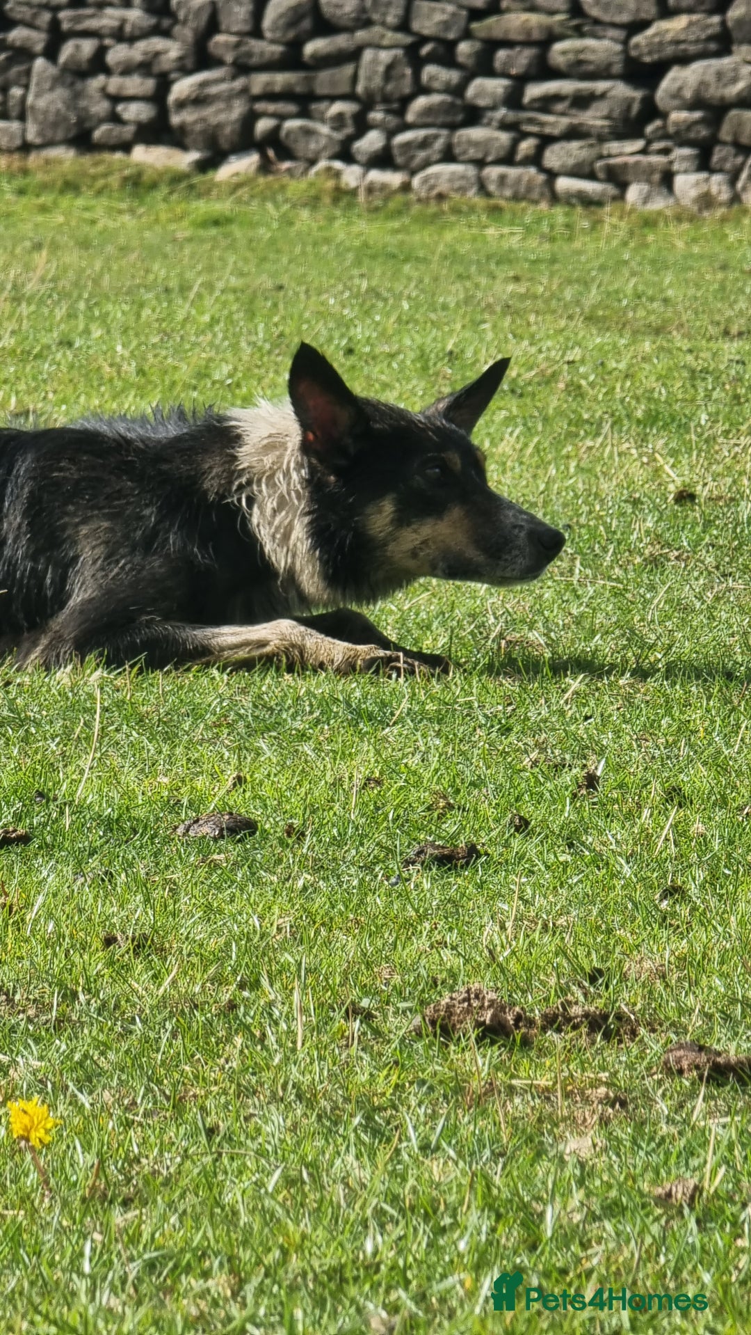 Border Collie dogs for sale: ISDS REGISTERED BORDER COLLIE PUPS - Image 6