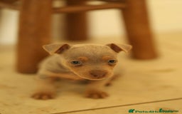 Jack Russell dogs for sale: Beautiful Jack Russell Puppy for sale - Advert 2