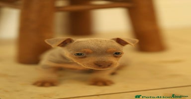 Jack Russell dogs Beautiful Jack Russell Puppy for sale - Advert 15