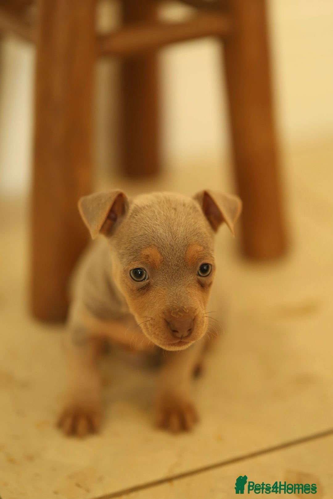 Jack Russell dogs for sale: Beautiful Jack Russell Puppy for sale - Advert 2