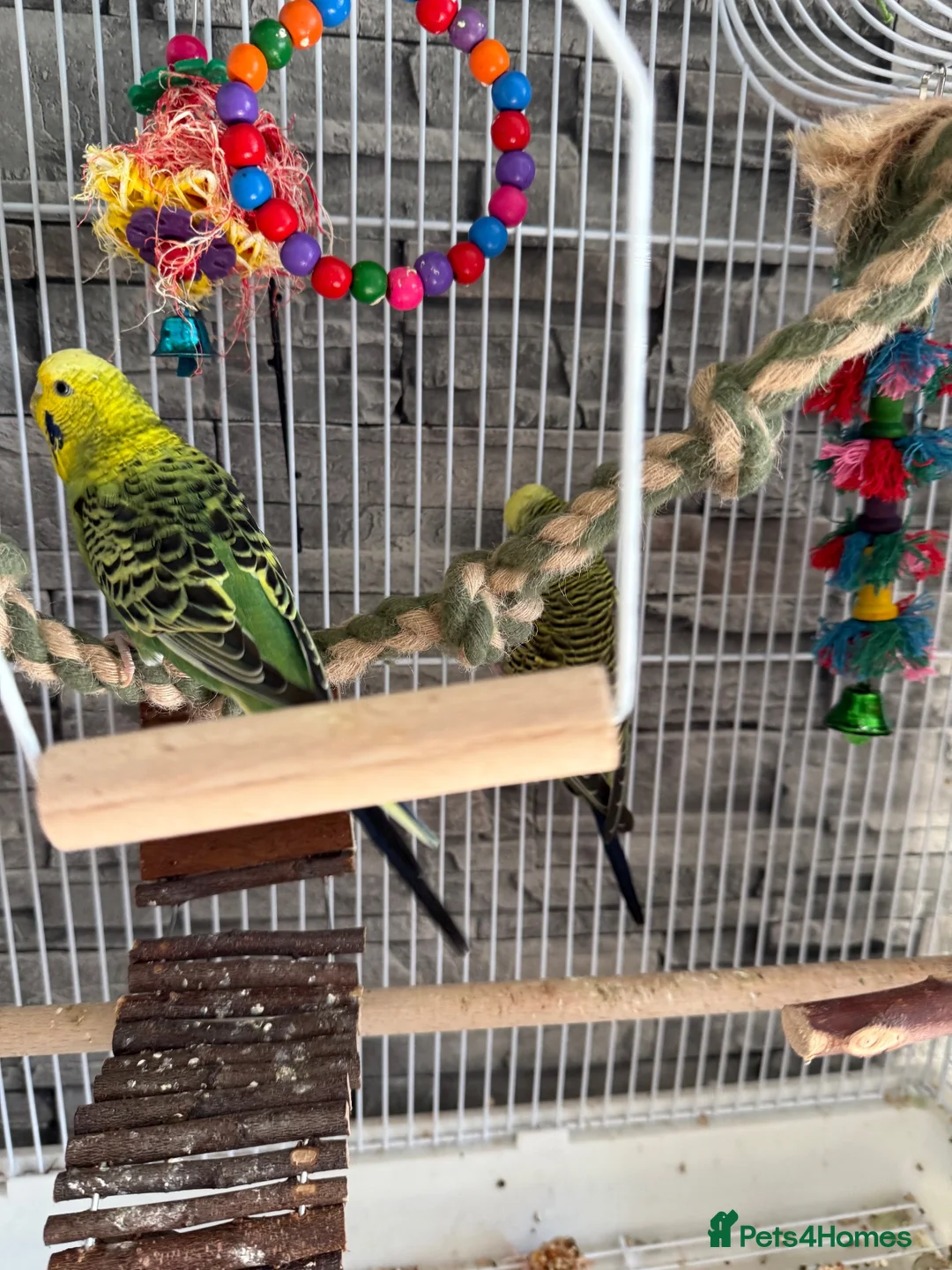 Budgerigars birds for sale: Budgies  - Advert 2