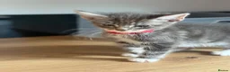 Maine Coon cats for sale: Maine Coon x BSH kittens  - Advert 6