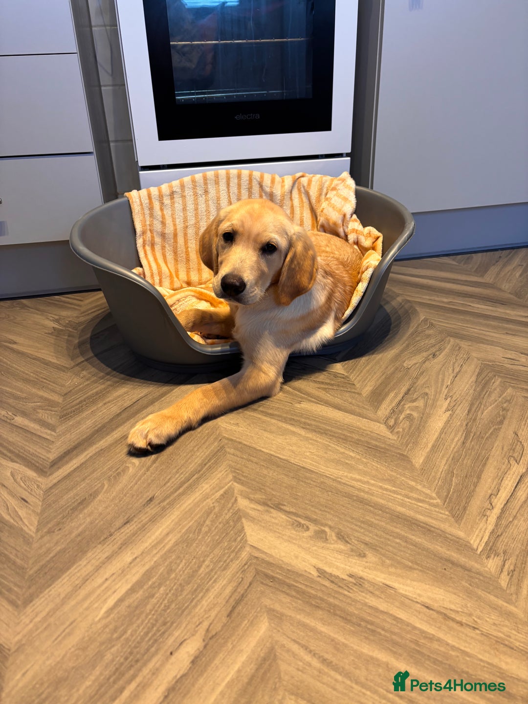 Labrador Retriever dogs for sale: Labrador Roxas  - Advert 3