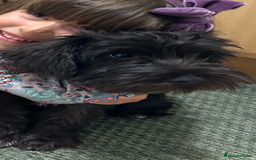 Miniature Schnauzer dogs for sale: Lovely KC Mini Schnauzer 4 months Fully Vaccinated - Image 10