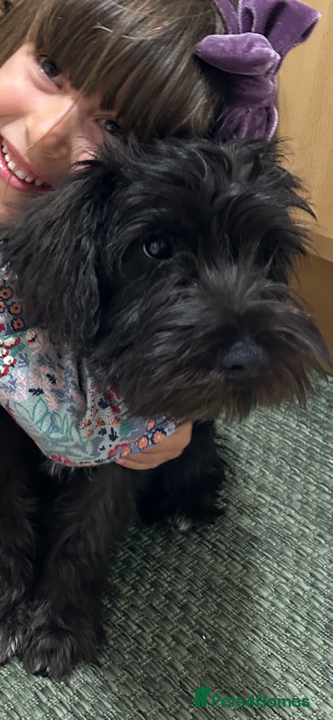 Miniature Schnauzer dogs for sale: Lovely KC Mini Schnauzer 4 months Fully Vaccinated - Image 10