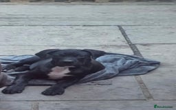 Cane Corso dogs for sale: 4-Month-Old Female Cane Corso Puppy for Sale - Image 4
