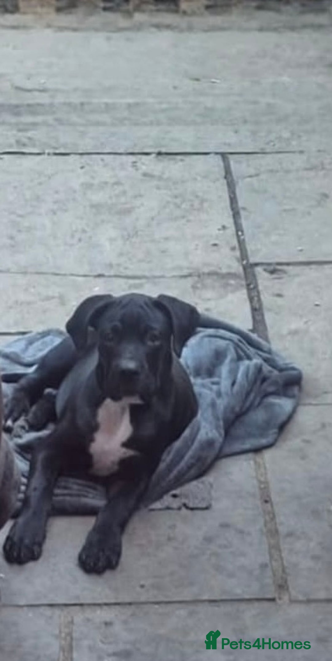 Cane Corso dogs for sale: 4-Month-Old Female Cane Corso Puppy for Sale - Image 4