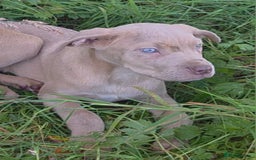 Mixed Breed dogs for sale: Cane Corso/Presa Canario Molloser dogs  - Image 2