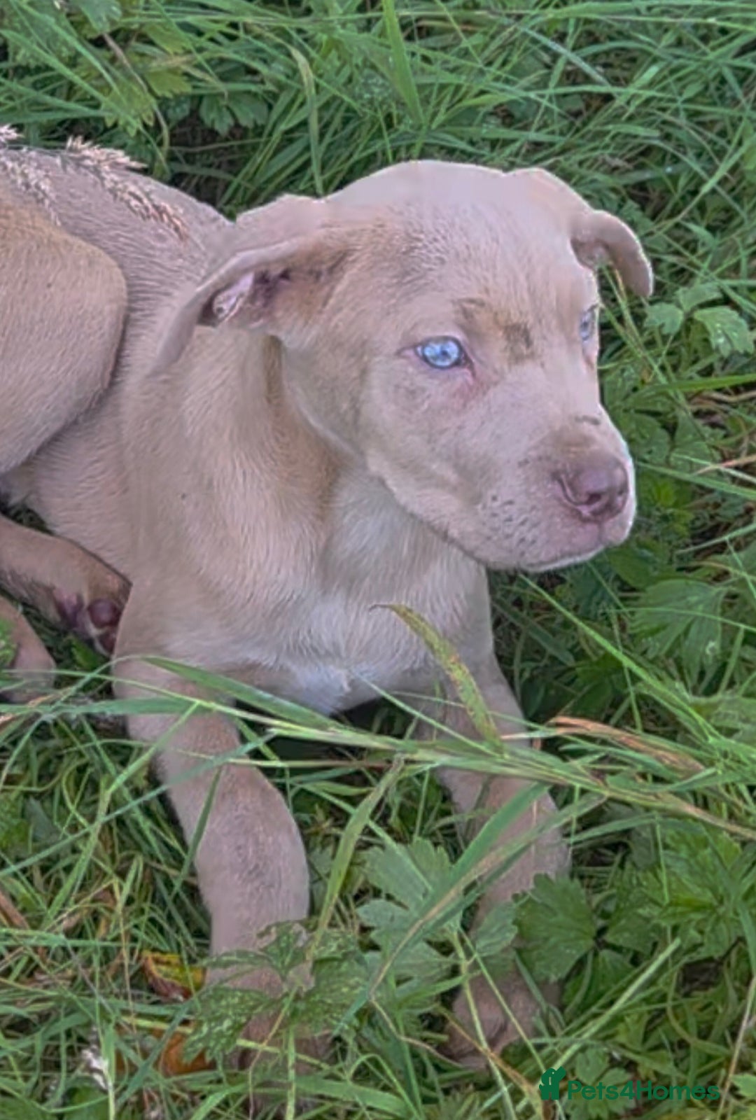 Mixed Breed dogs for sale: Cane Corso/Presa Canario Molloser dogs  - Image 2