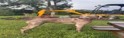 Weimaraner dogs for sale: WEIMARANER  in Barry - Advert 6