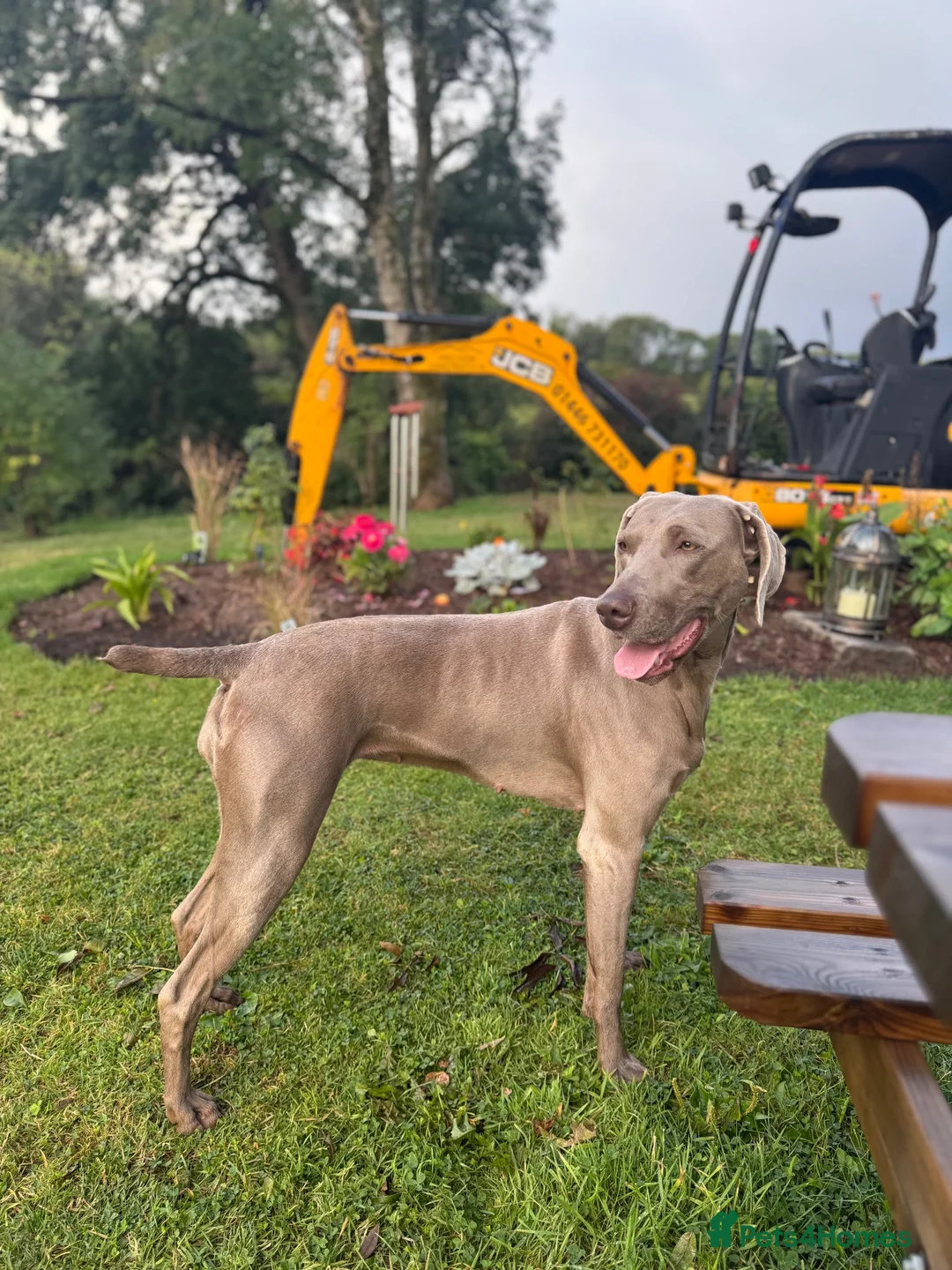 Weimaraner dogs for sale: WEIMARANER  in Barry - Advert 6