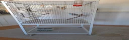 Budgerigars birds for sale: 4 Breeding pair of budgies and chicks in London - Advert 6