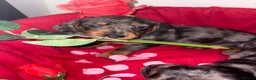 Dachshund dogs for sale: Beautiful dachshund puppy  - Advert 8